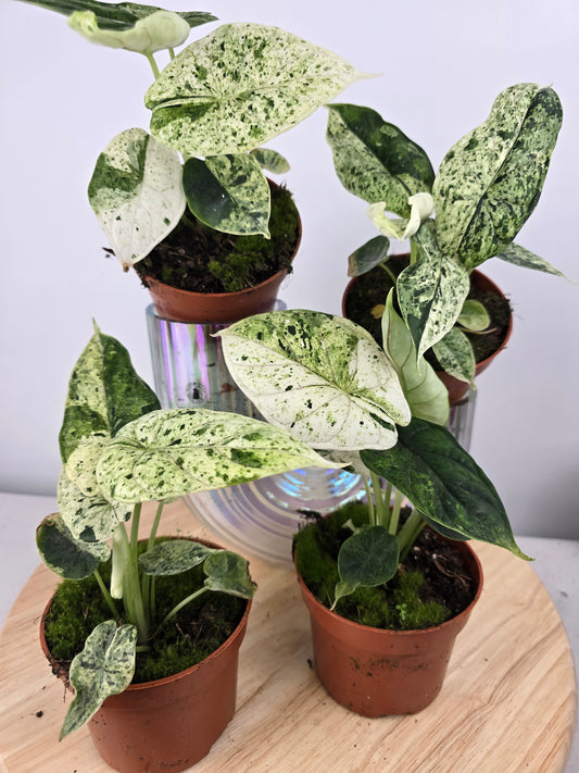 Alocasia 'Dragon Scale Variegata'