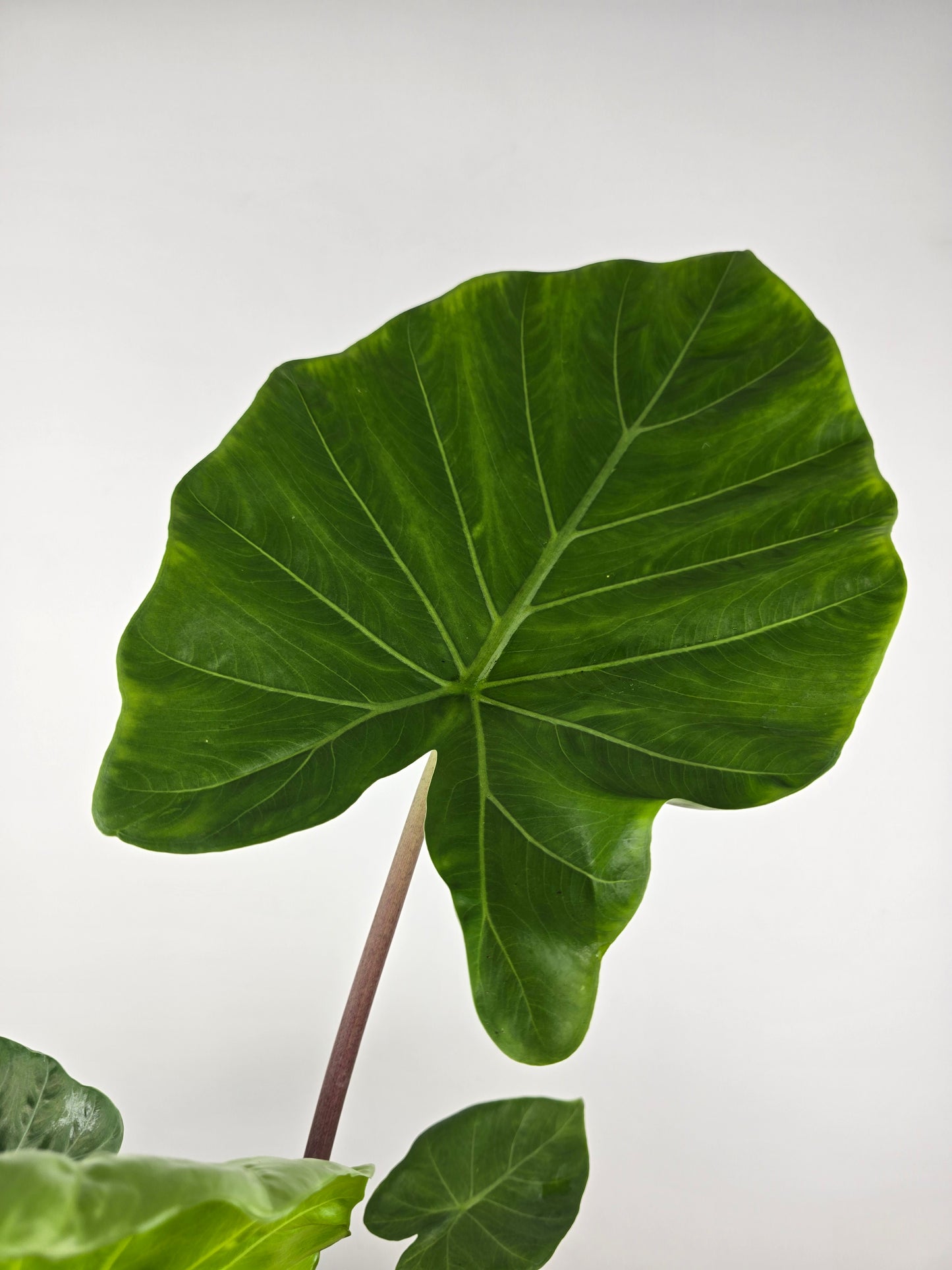 Alocasia Imperial Red