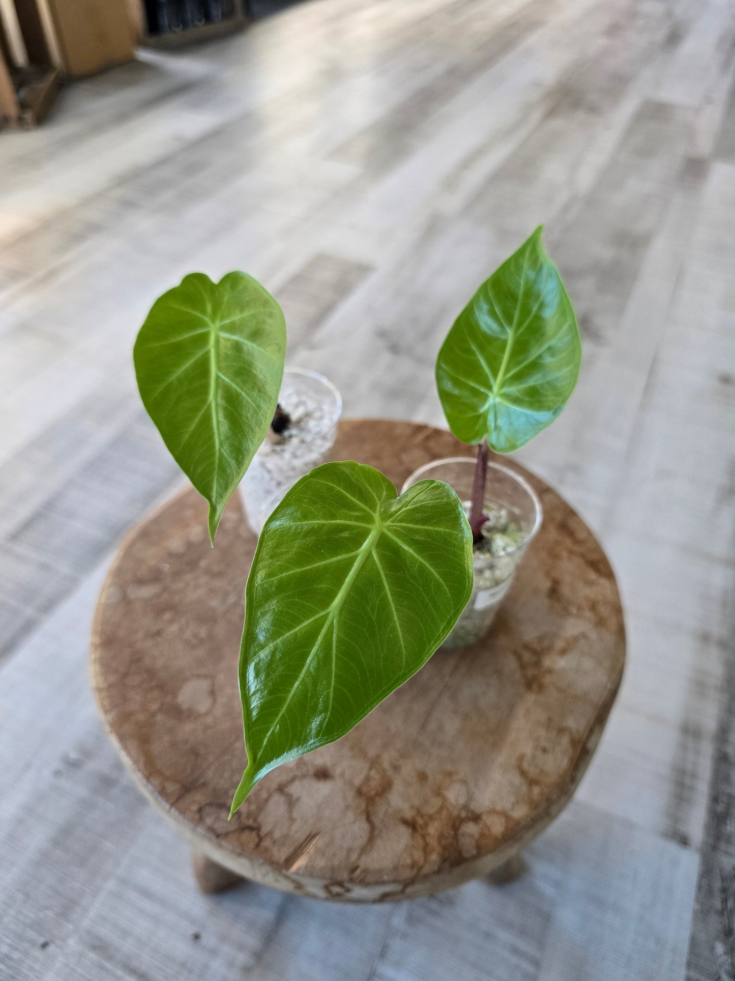 Alocasia Imperial Red (JP)