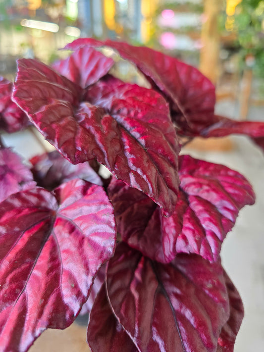 Begonia Inca Flame