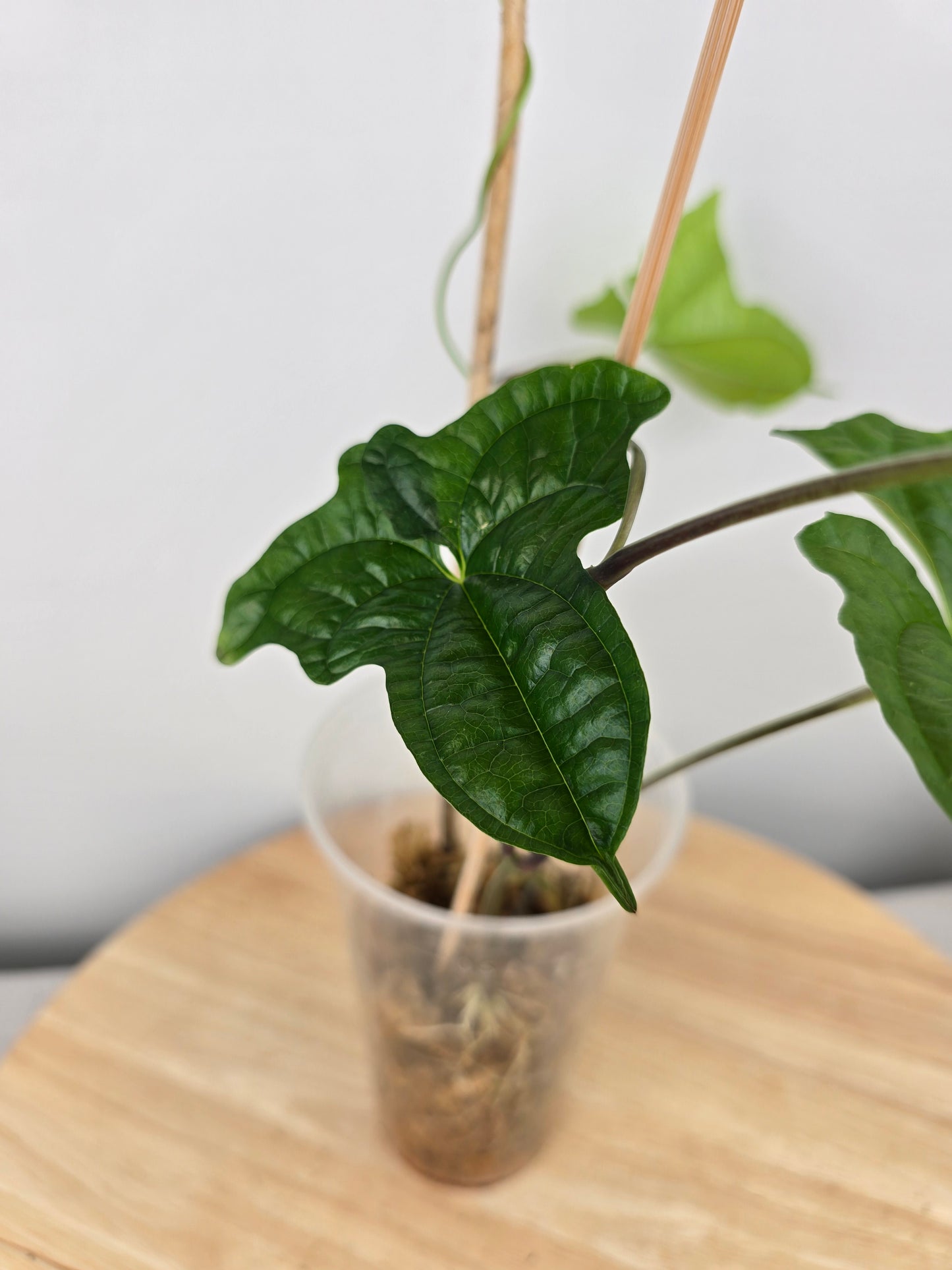 Dioscorea Sansibarensis