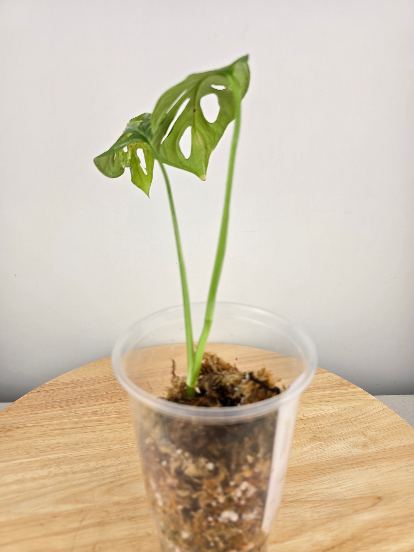 Monstera Adansonii Indonesian Marble (JP)