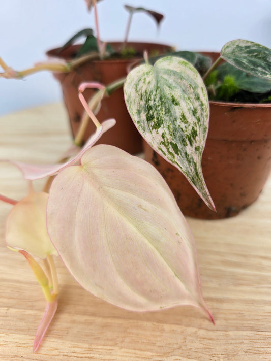 Philodendron scandens micans pink marble variegata