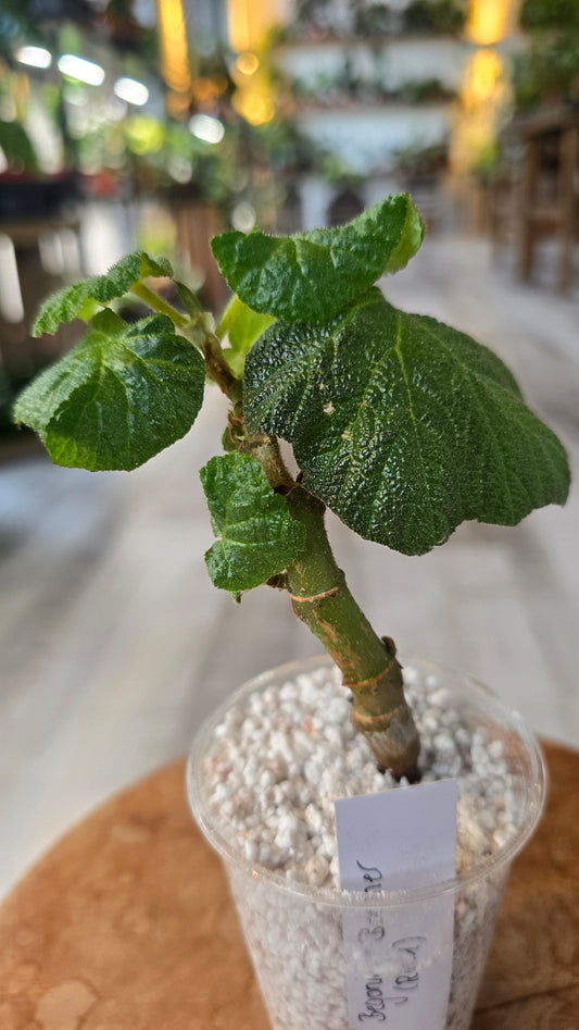 Begonia Boomer (RC1)