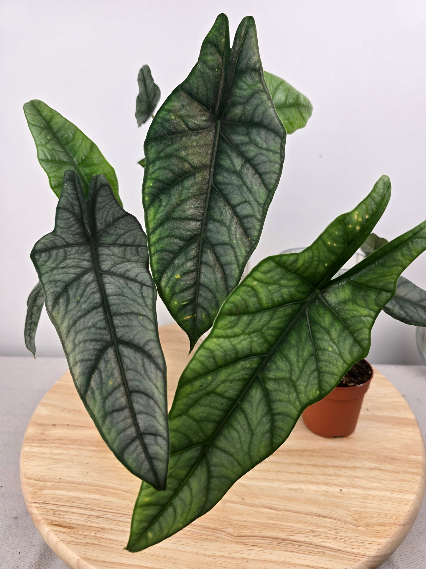 Alocasia heterophylla 'Metallic Blue'