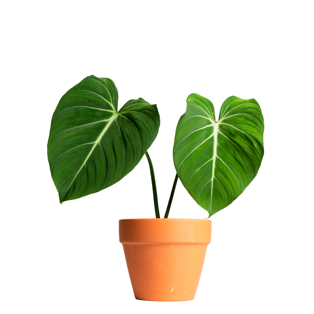 Philodendron