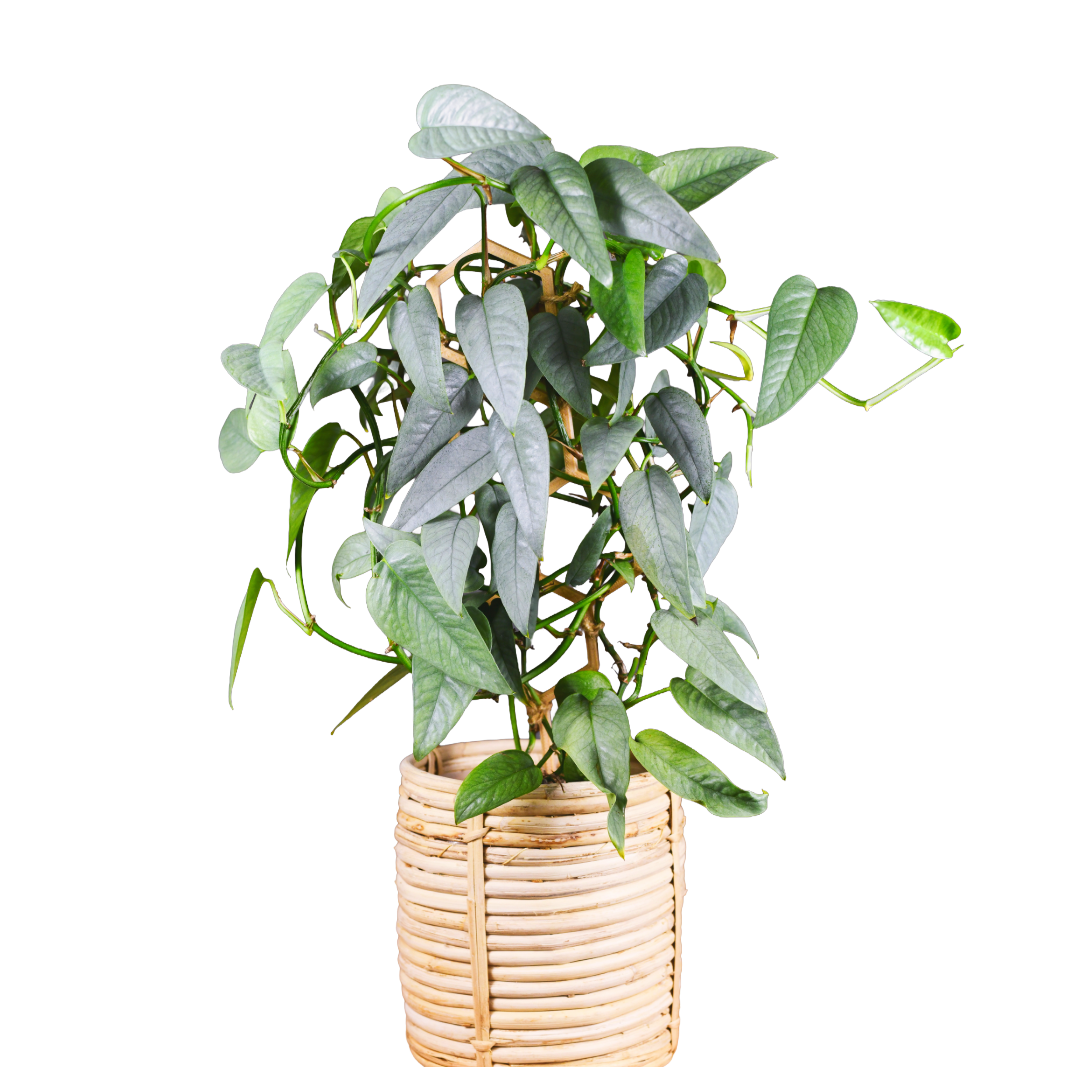 Epipremnum