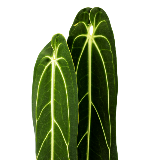 Anthurium