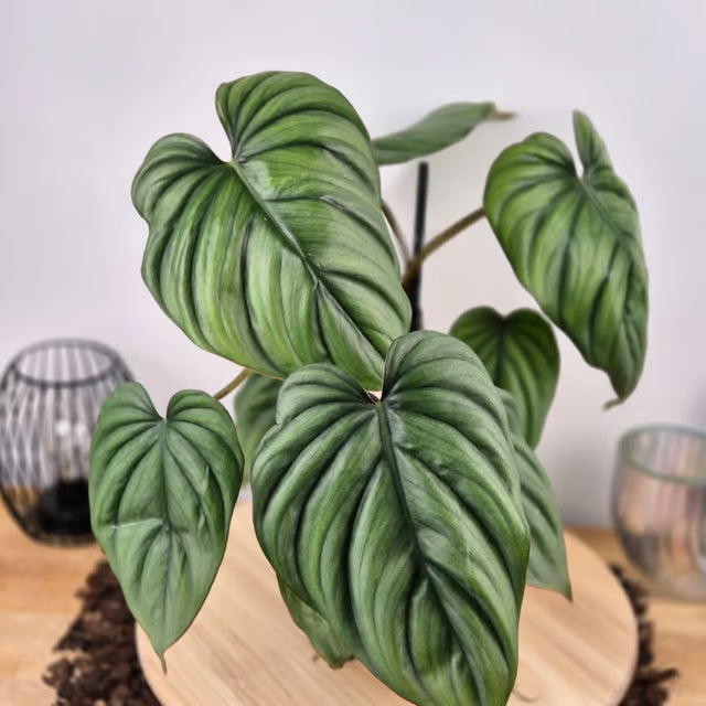 Philodendron sp Colombia