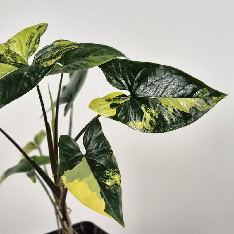 Syngonium