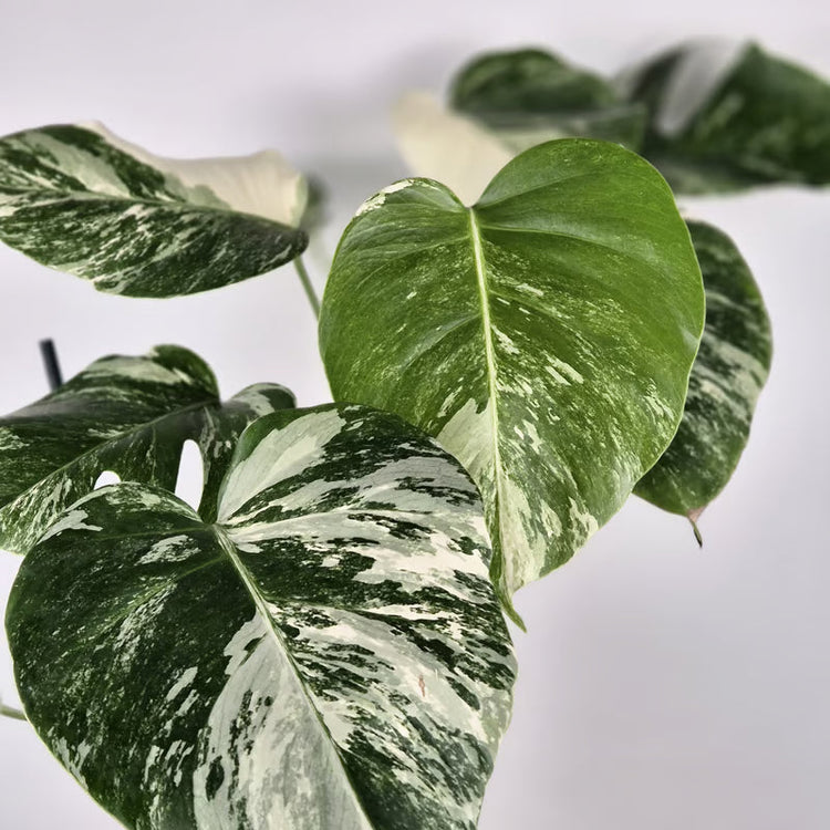 Monstera