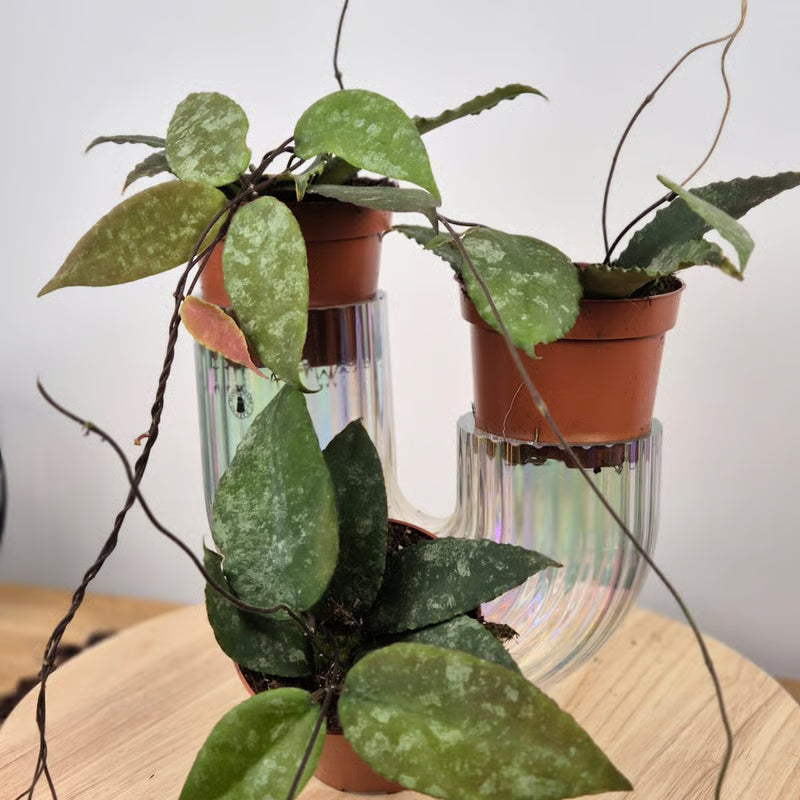 Hoya