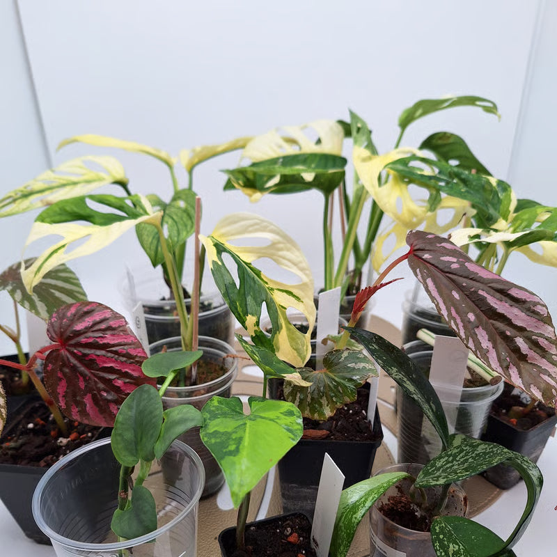 Stecklinge & Jungpflanzen