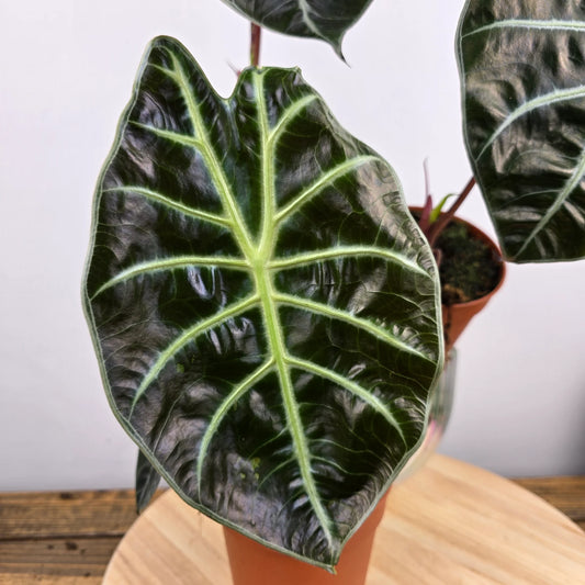 Alocasia suhirmaniana 'Red Petiole'