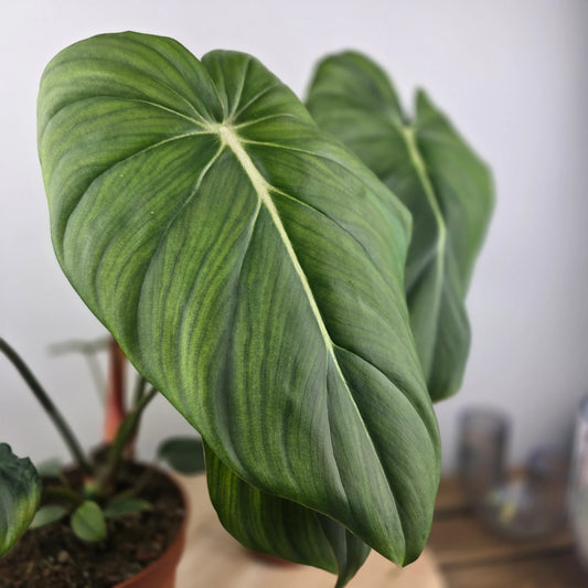 Philodendron Dean McDowell