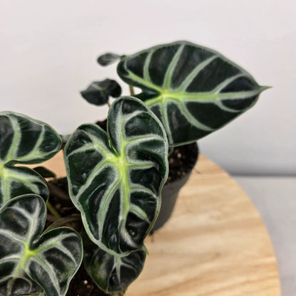 Alocasia Balloon Heart