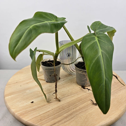 Philodendron Maximum