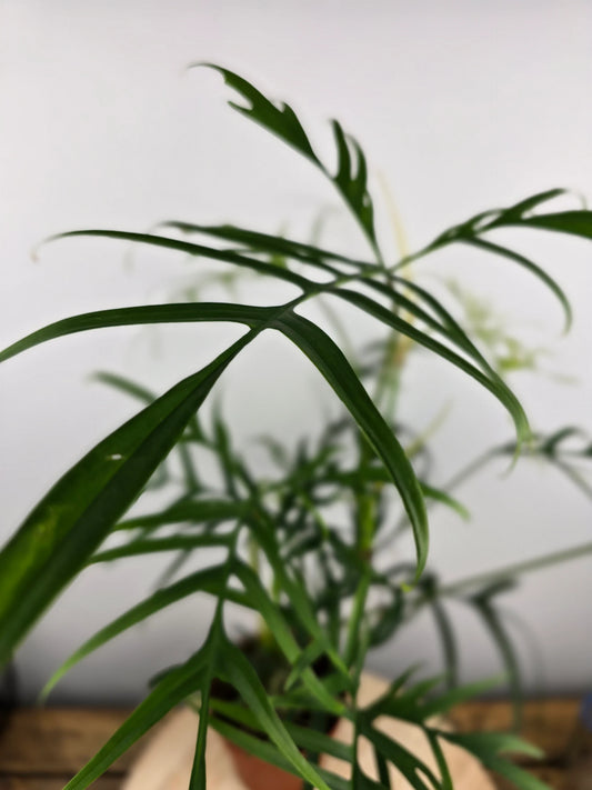 Philodendron polypodioides