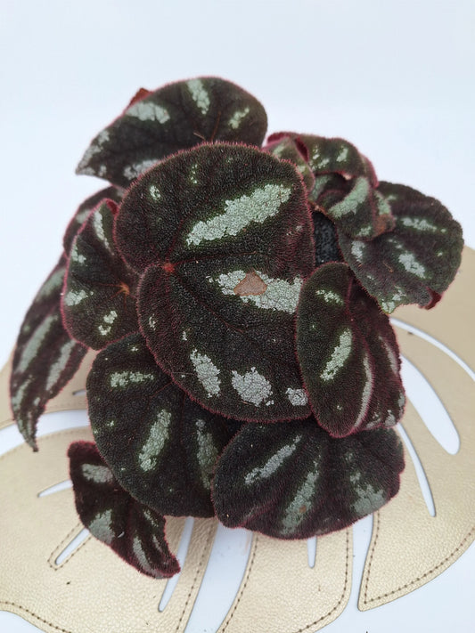 Begonia 'Ngoc Lac'