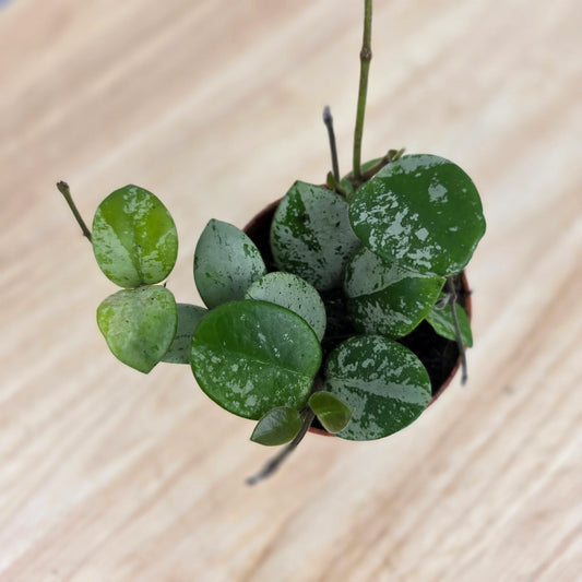 Hoya 'Mathilde Splash'