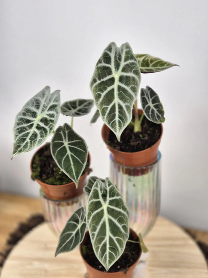 Alocasia Watsoniana 'Lightning'