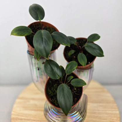 Homalomena wallisii 'Red Sumatra'