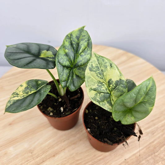 Alocasia Silver Dragon variegata