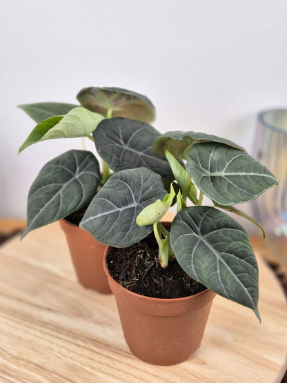 Alocasia Maharani