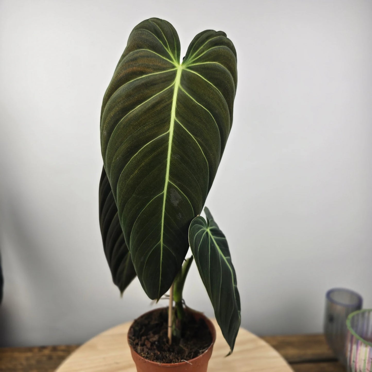 Philodendron Melanochrysum