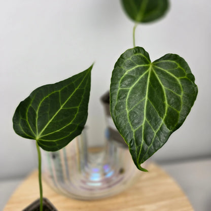 Anthurium Delta Force