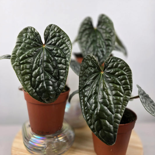 Anthurium luxurians 'M'