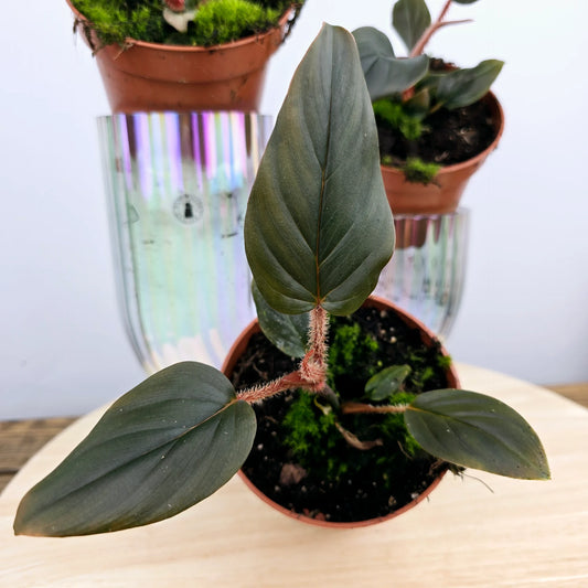 Philodendron squamiferum x serpens