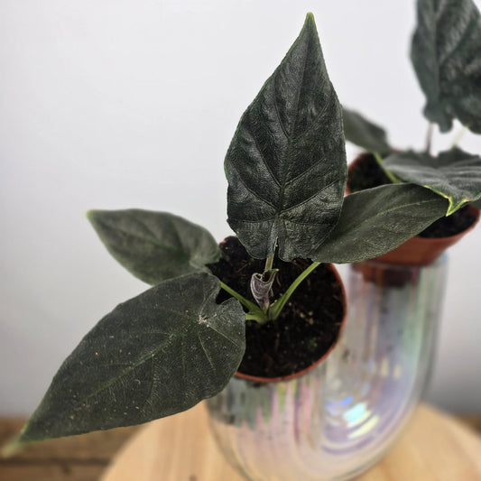 Alocasia 'Antoro Velvet'