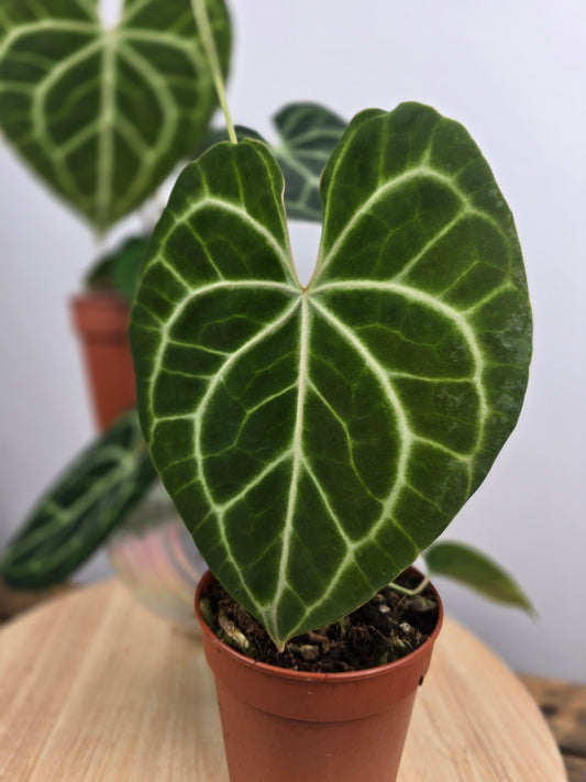 Anthurium clarinervium