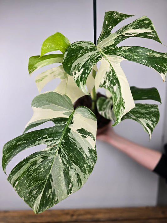 Monstera Deliciosa 'variegata'