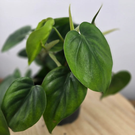 Philodendron scandens
