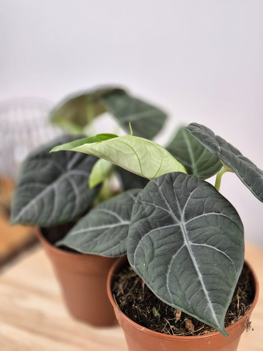 Alocasia Maharani