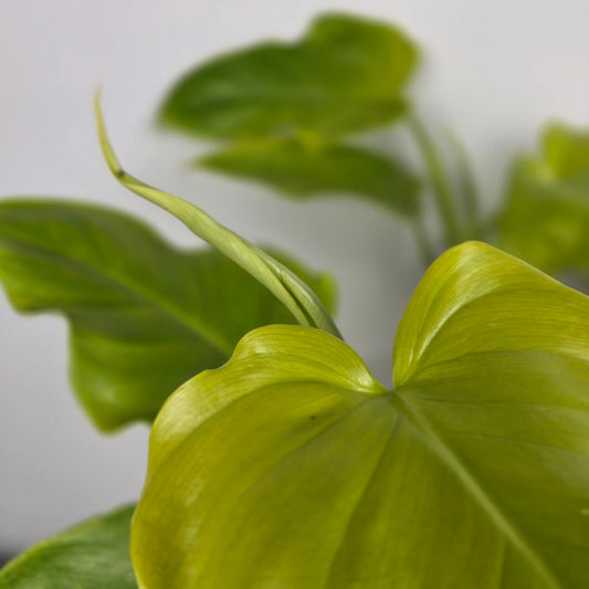 Philodendron bipennifolium 'Aurea'