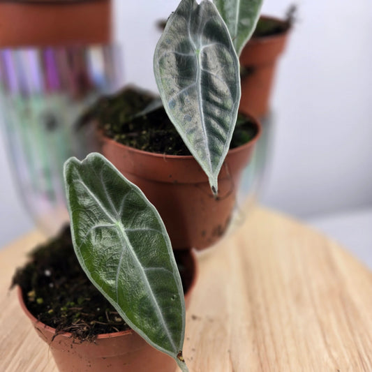 Alocasia Longiloba Purple 'S'
