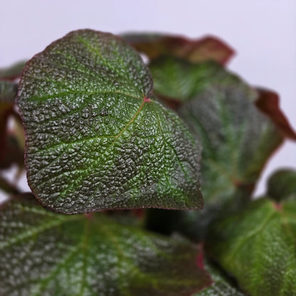 Begonia 'Boomer'