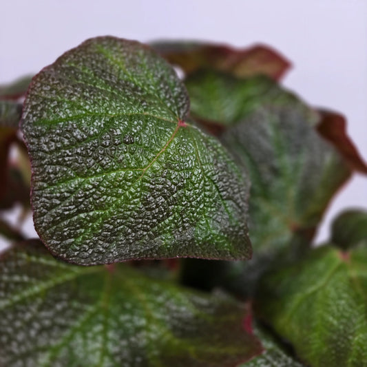 Begonia 'Boomer'