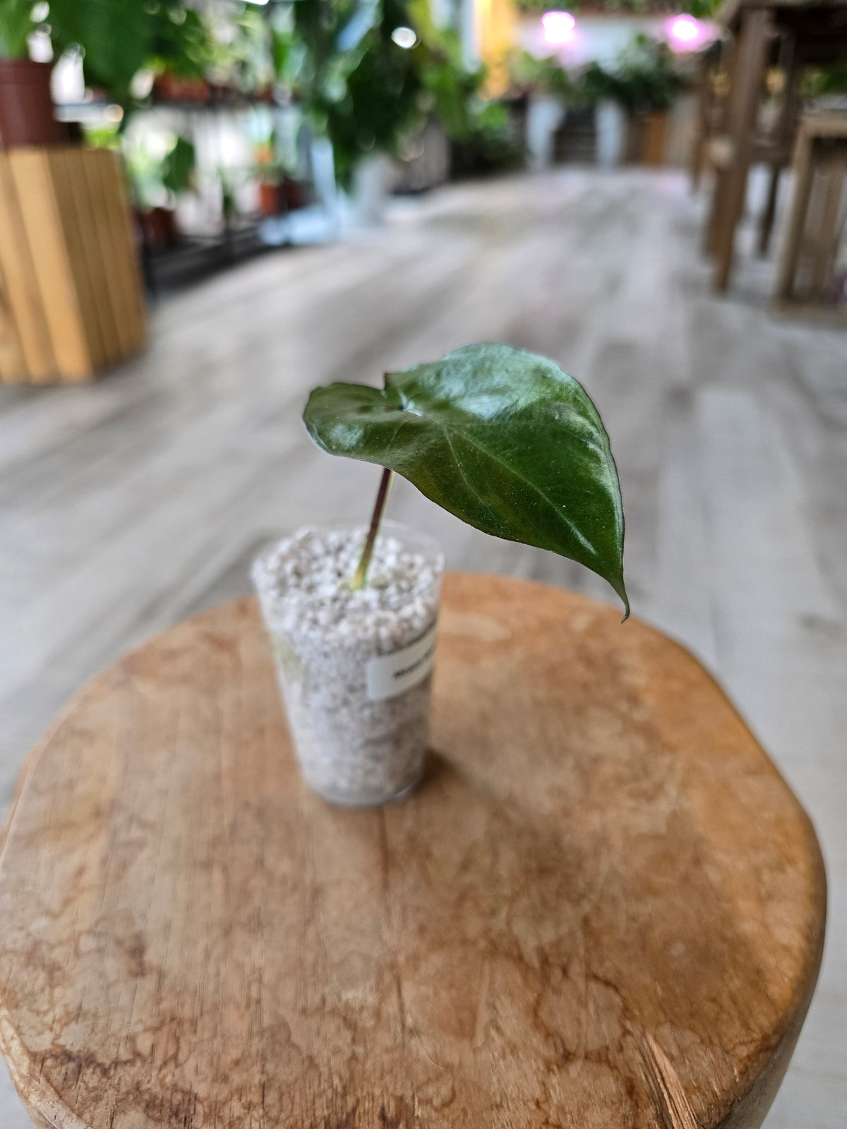 Alocasia Metalhead (JP)