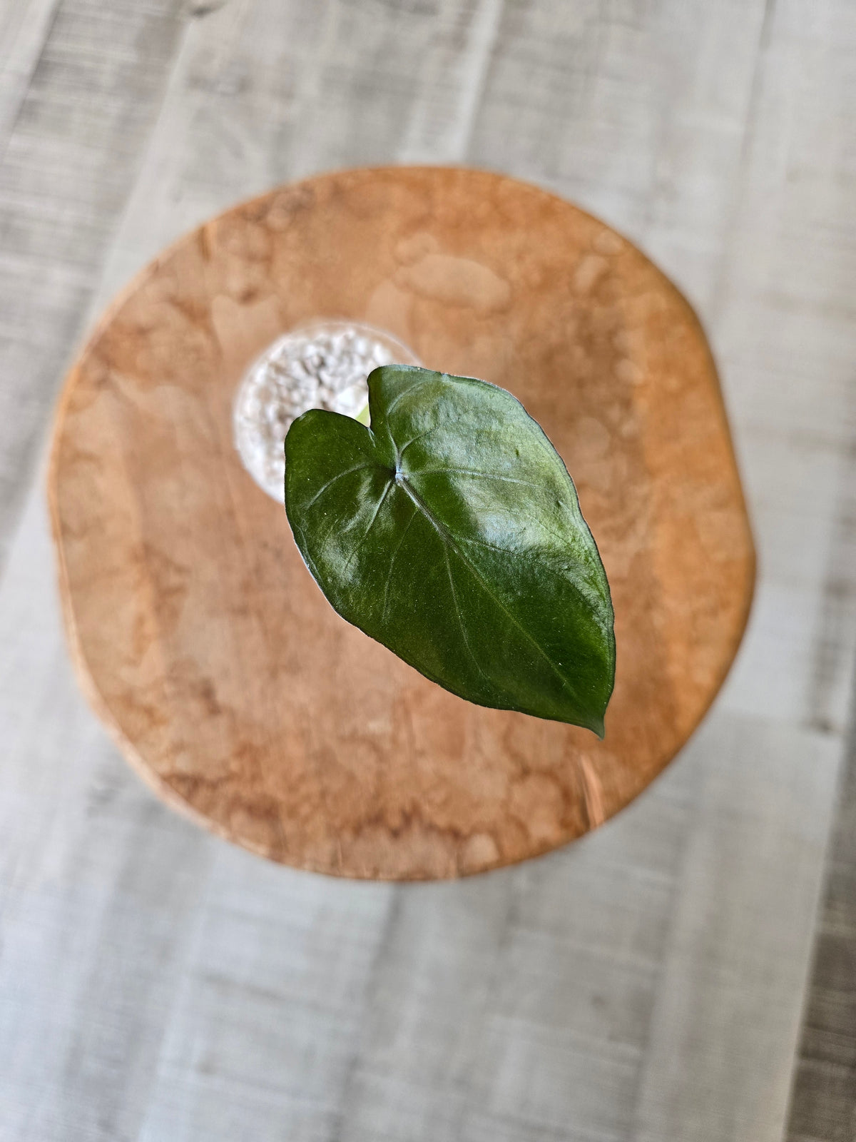 Alocasia Metalhead (JP)