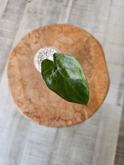 Alocasia Metalhead (JP)