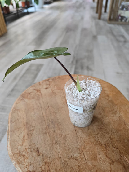 Alocasia Metalhead (JP)