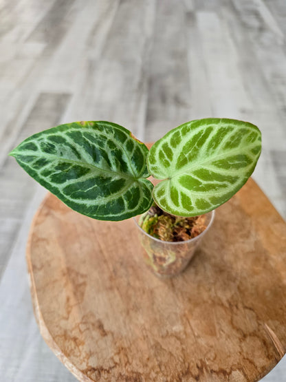 Anthurium silver blush (JP)