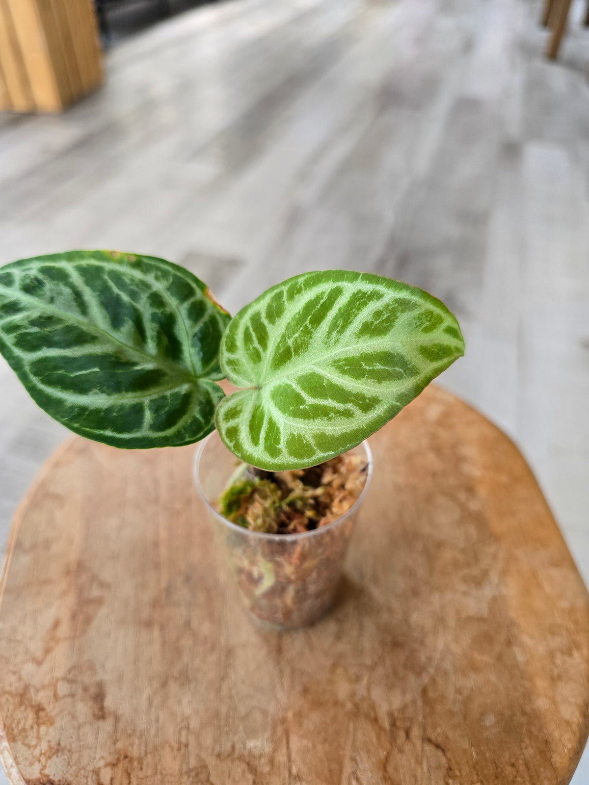 Anthurium silver blush (JP)