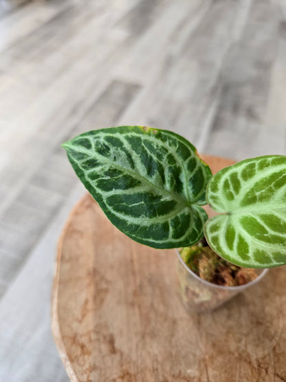 Anthurium silver blush (JP)