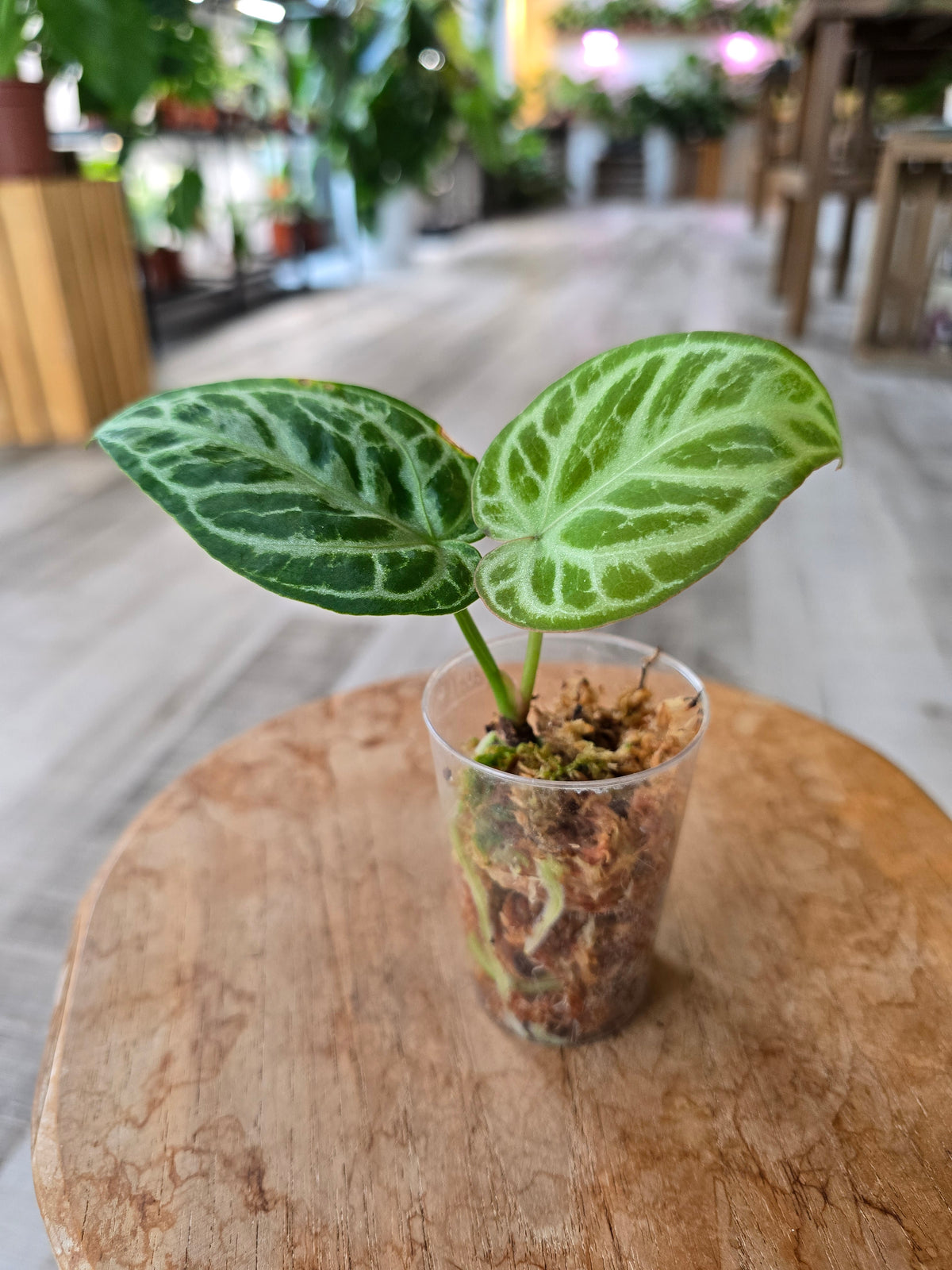 Anthurium silver blush (JP)