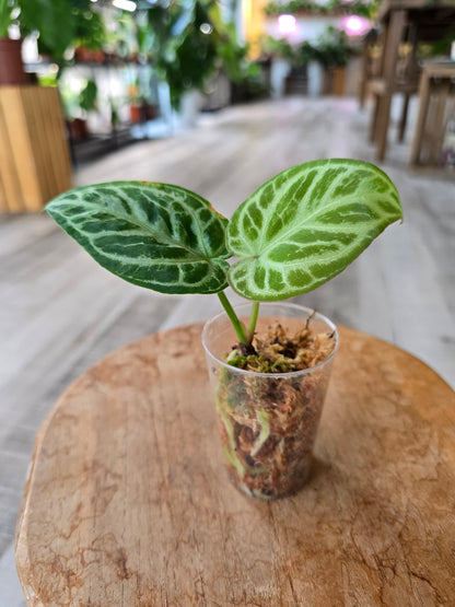 Anthurium silver blush (JP)